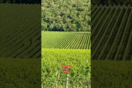 #Trentino, #Italy, #Wine, #WineLover, #Vineyard, #Winery, #Grapes, #Nature, #Countryside, #Travel,