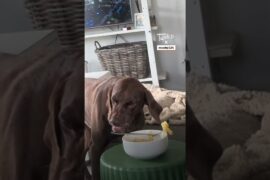 Seeing If My Dogs Will Eat My Pasta 🍝🐶