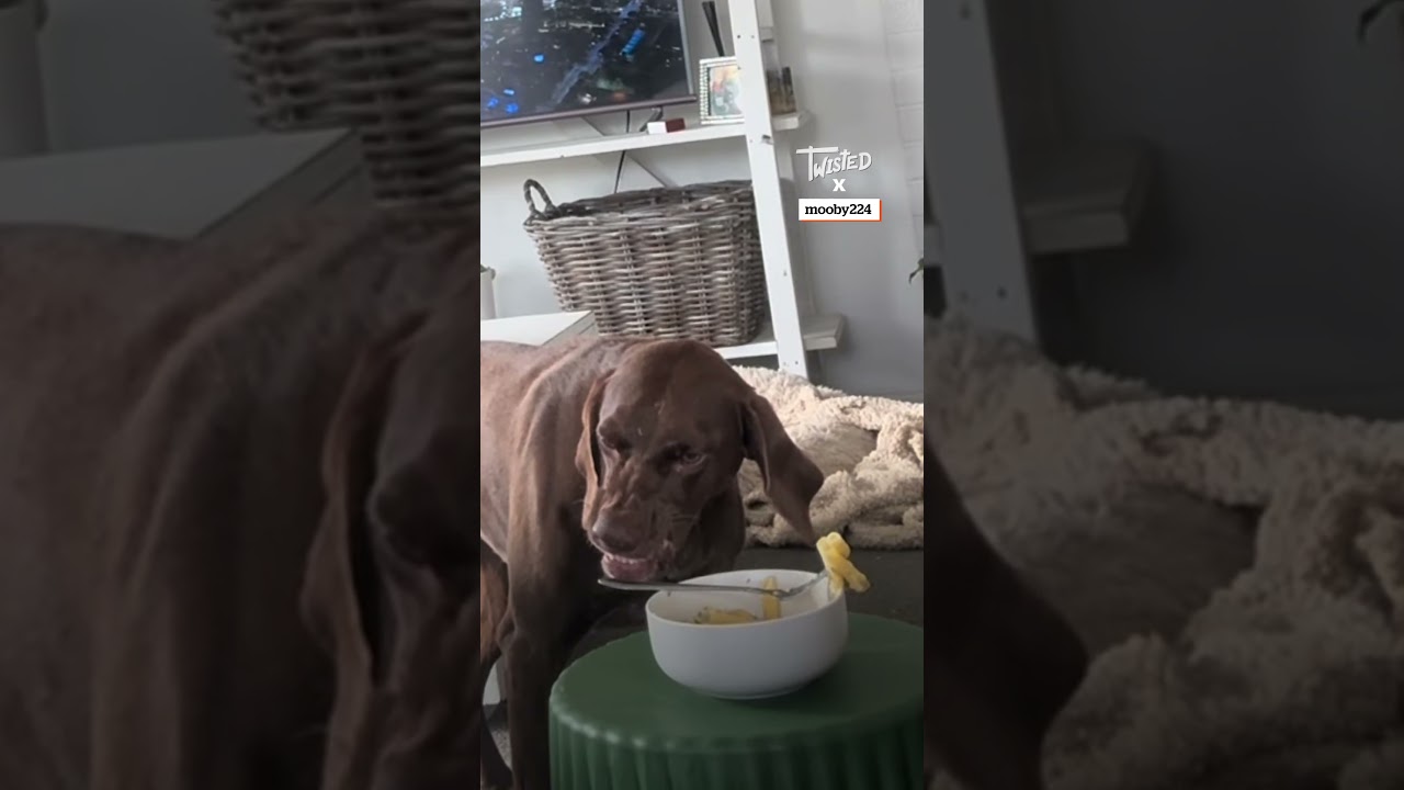 Seeing If My Dogs Will Eat My Pasta 🍝🐶 Seeing If My Dogs Will Eat My Pasta 🍝🐶