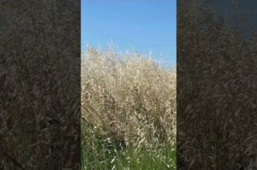 Summer field