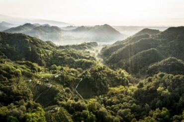 While many in Italy think of “cutting” production, “Prosecco” is planning growth