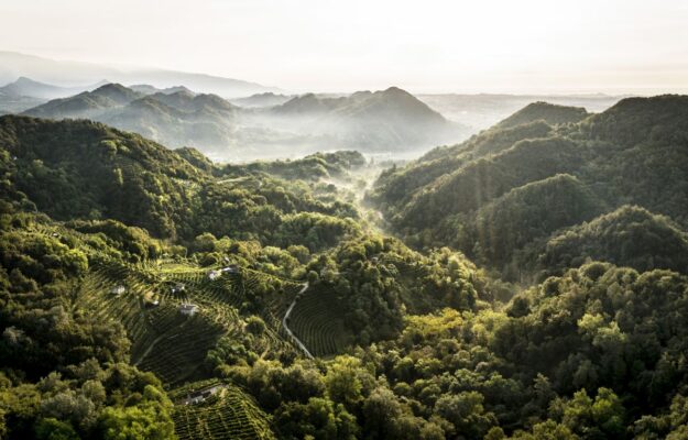 While many in Italy think of “cutting” production, “Prosecco” is planning growth