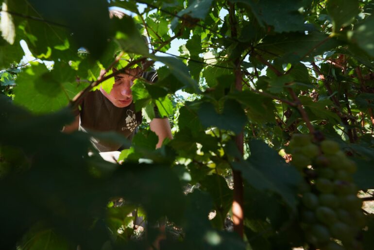 Extreme heat is reshaping Italy's sparkling wine industry with early harvests and nighttime picking
