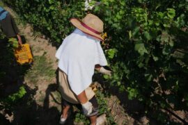 Italy's 'perfectly healthy' wine grapes go unpicked in the afternoons because it's just too hot this year