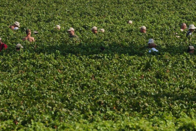 Extreme heat is reshaping Italy's sparkling wine industry with early harvests and nighttime picking | World