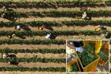 Scorching heat causes major changes in Italy’s sparkling wine industry