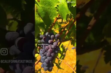 Wineries:  Unti Vineyards in Sonoma County #wine #podcast #winelover