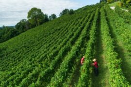 Herita Marzotto Wine Estates, among Italian wine champions, virtuous example of sustainability
