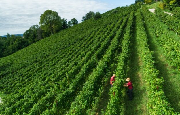 Herita Marzotto Wine Estates, among Italian wine champions, virtuous example of sustainability