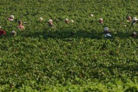 Extreme heat is reshaping Italy's sparkling wine industry with early harvests and nighttime picking