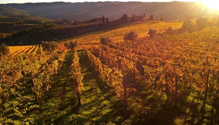 Italy enters grape harvest with wine stocks 6.9% above last year