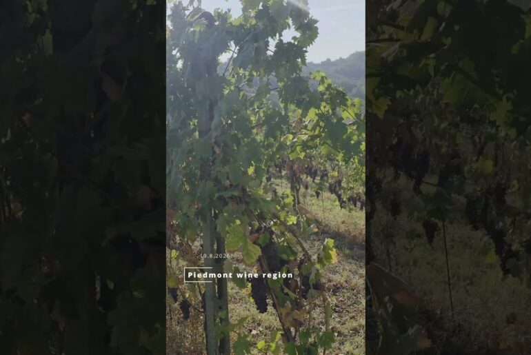 Piedmont wine region 19.8.2026
