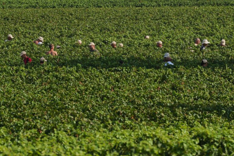Extreme heat is reshaping Italy's sparkling wine industry