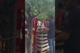 Italian Wine Grape Harvest Season Is Nearly Here 🍇