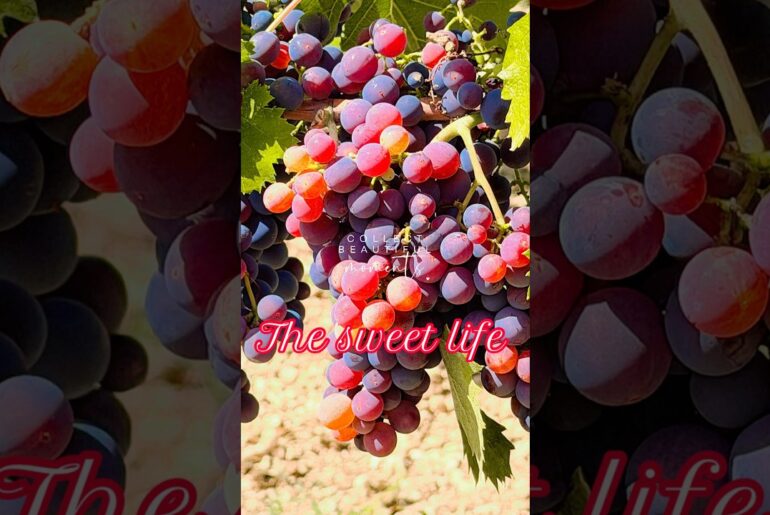 The grapes are ready for picking to make that sweet Italian vino #wine #italy #vino