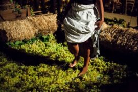 Istat: in a drastically changed agricultural sector, wine is one of the most resilient products