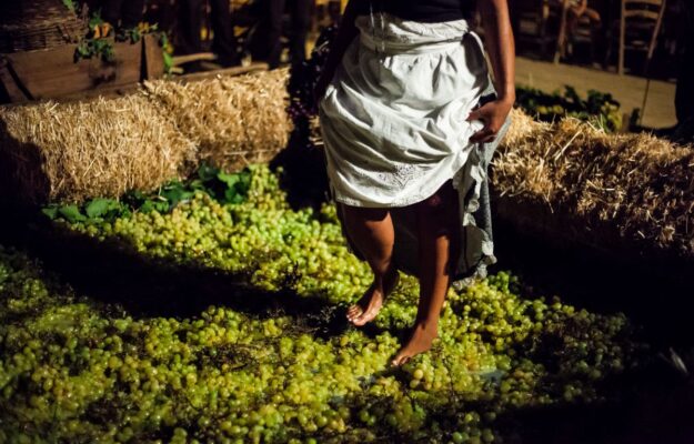 Istat: in a drastically changed agricultural sector, wine is one of the most resilient products