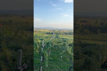 🍇 View to Erbaluce Vineyards At Massé And Caluso 🇮🇹