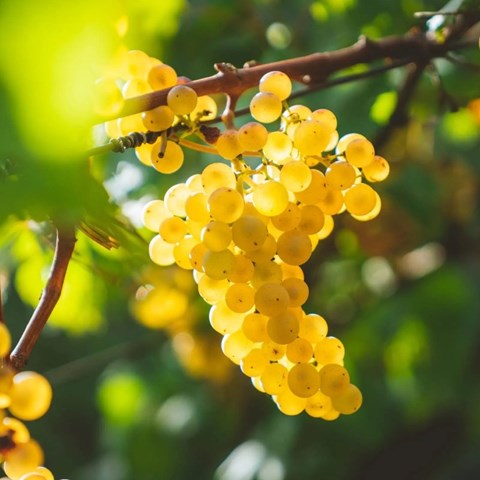 Chardonnay: Italy's quiet achiever | wine.co.za