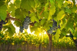Wine Spectator