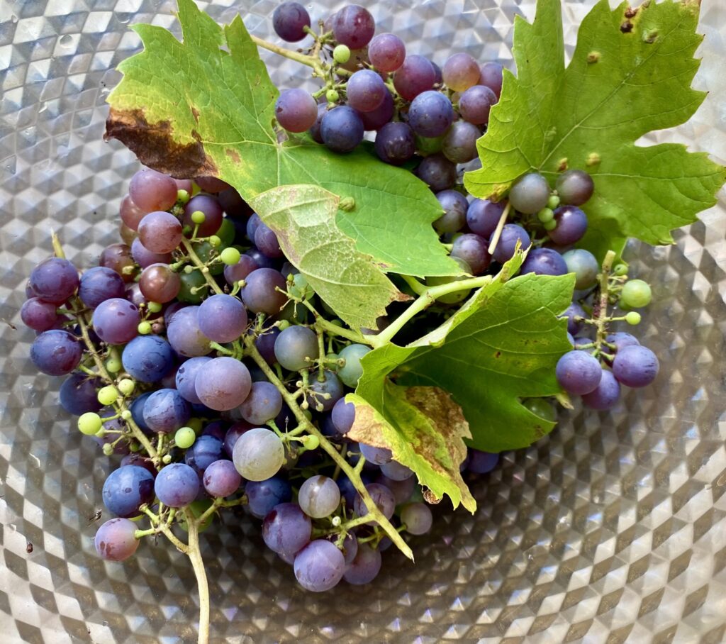 Grape expectations… – St Albans Times Grapes in a bowl