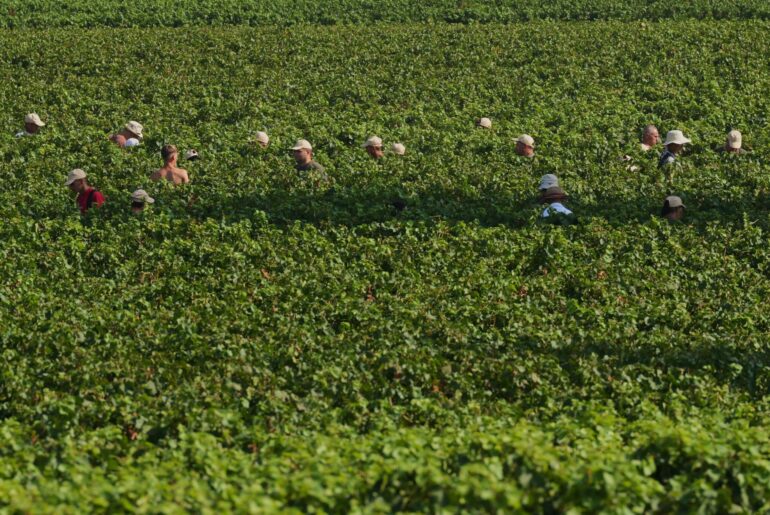Extreme heat is reshaping Italy’s sparkling wine industry with early harvests and nighttime picking – WTOP News