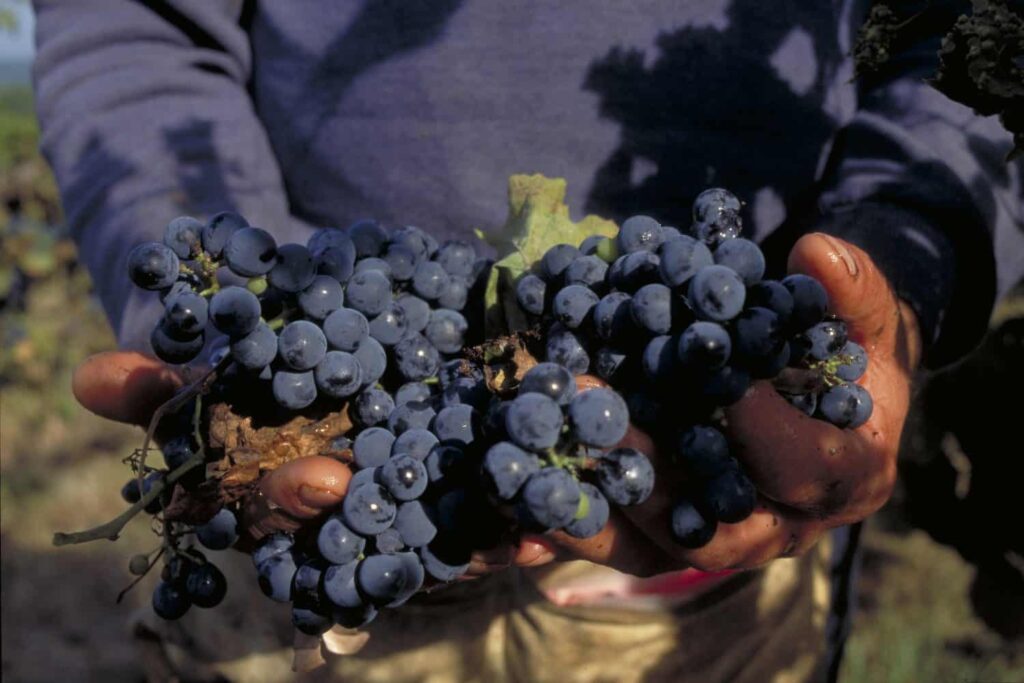 An Italian Wine Family Keeps Buying Oregon Vineyards as Lodi’s Grape Market Falls 50%. At 63, a Vineyard Sale Can Buy Time Before Social Security.