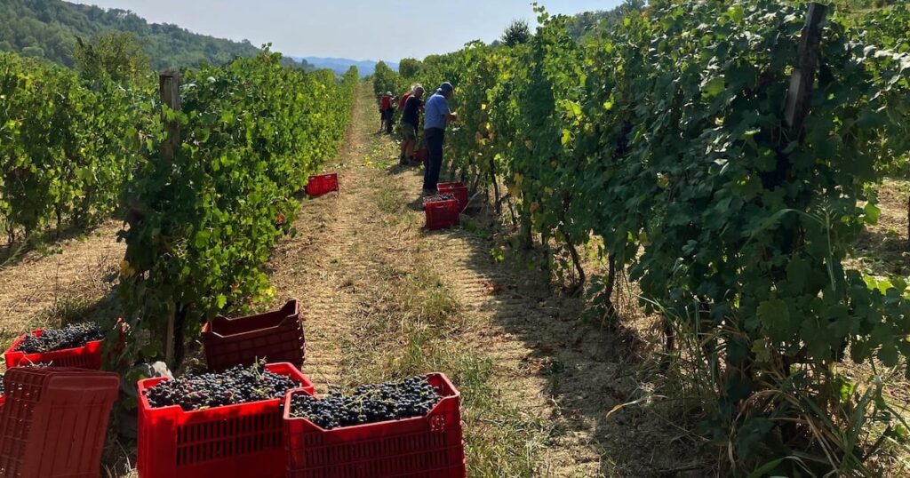 Oregon winemaker launches Italian wine brand. Here’s how to try before you buy – Here is Oregon