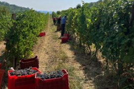 Oregon winemaker launches Italian wine brand. Here’s how to try before you buy – Here is Oregon