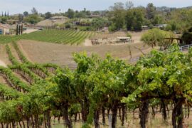 Temecula wine country wants to be the new Italy, no passport required – Press Enterprise