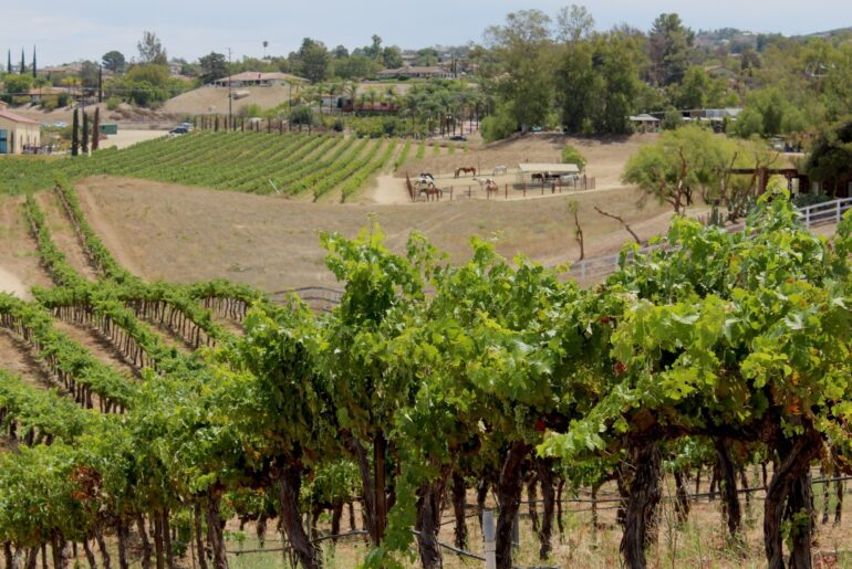 Temecula wine country wants to be the new Italy, no passport required – Press Enterprise