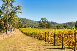 Prosecco keeps its name at home, and Australians keep searching for it — Il Globo