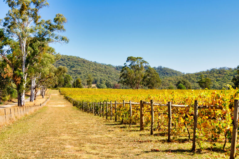 Prosecco keeps its name at home, and Australians keep searching for it — Il Globo